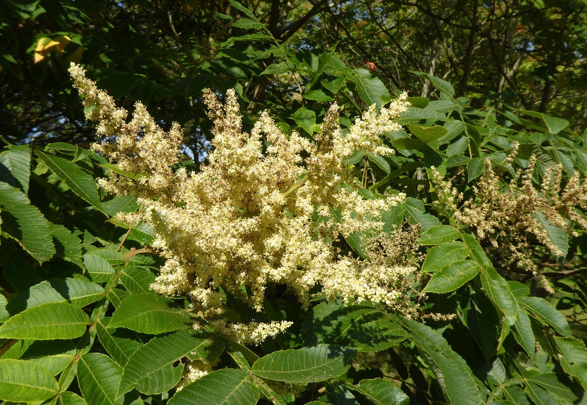 Rhus javanica